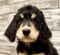 Purple Collar, a female Bernese Mountain Dog and Bernedoodle for sale in Midland, NC – 2 of 7
