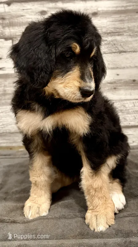 Purple Collar – Bernese Mountain Dog, Bernedoodle puppy for sale in Midland, NC