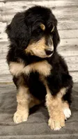 Purple Collar, a female Bernese Mountain Dog and Bernedoodle for sale in Midland, NC – 1 of 7