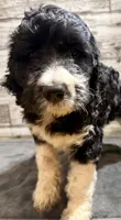 Blue Collar, a male Bernedoodle for sale in Midland, NC – 4 of 4