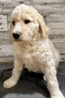 Red Collar, a male Bernedoodle for sale in Midland, NC – 4 of 5