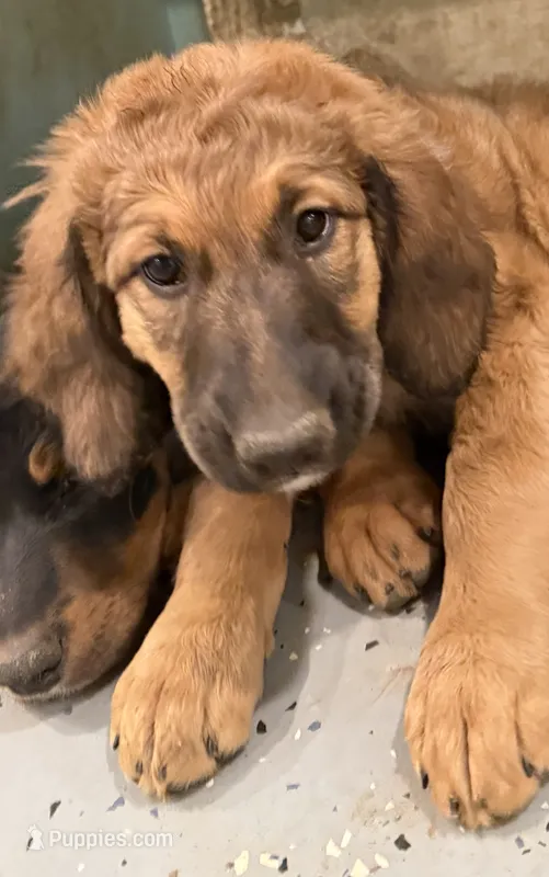 Orange Collar – Bernese Mountain Dog, Bernedoodle puppy for sale in Midland, NC