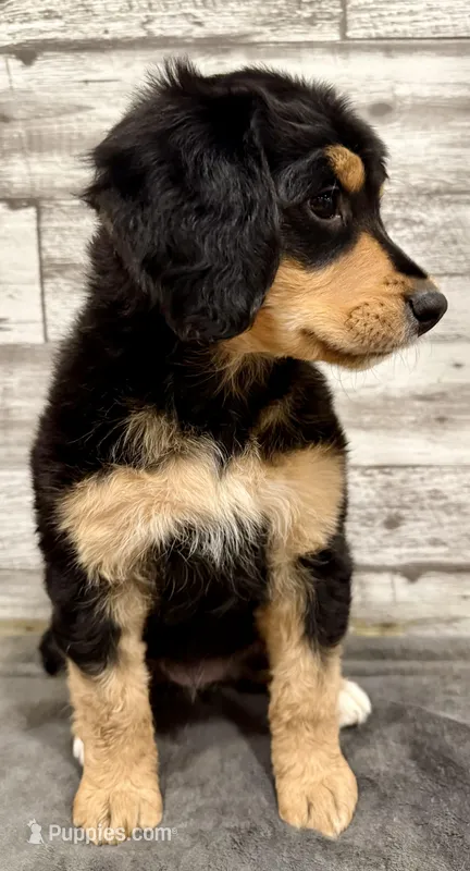 Red Collar – Bernese Mountain Dog, Bernedoodle puppy for sale in Midland, NC