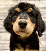Red Collar, a female Bernese Mountain Dog and Bernedoodle for sale in Midland, NC – 2 of 7