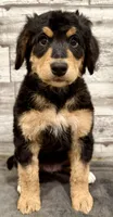 Red Collar, a female Bernese Mountain Dog and Bernedoodle for sale in Midland, NC – 5 of 7
