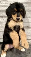 Red Collar, a female Bernese Mountain Dog and Bernedoodle for sale in Midland, NC – 7 of 7