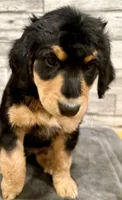 Red Collar, a female Bernese Mountain Dog and Bernedoodle for sale in Midland, NC – 6 of 7