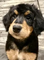 Red Collar, a female Bernese Mountain Dog and Bernedoodle for sale in Midland, NC – 3 of 7
