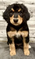 Red Collar, a female Bernese Mountain Dog and Bernedoodle for sale in Midland, NC – 4 of 7