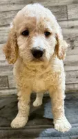 Red Collar, a male Bernedoodle for sale in Midland, NC – 2 of 5