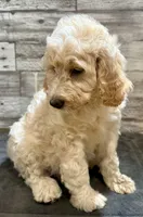 Black collar, a male Bernedoodle for sale in Midland, NC – 3 of 7