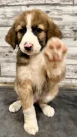 Brown Collar, a male Bernese Mountain Dog and Bernedoodle for sale in Midland, NC – 9 of 10