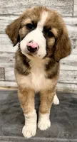 Brown Collar, a male Bernese Mountain Dog and Bernedoodle for sale in Midland, NC – 3 of 10