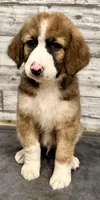 Brown Collar, a male Bernese Mountain Dog and Bernedoodle for sale in Midland, NC – 7 of 10
