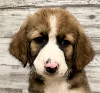 Brown Collar, a male Bernese Mountain Dog and Bernedoodle for sale in Midland, NC – 2 of 10