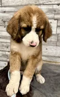 Brown Collar, a male Bernese Mountain Dog and Bernedoodle for sale in Midland, NC – 4 of 10
