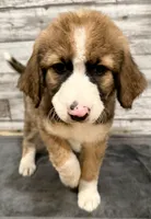 Brown Collar, a male Bernese Mountain Dog and Bernedoodle for sale in Midland, NC – 5 of 10