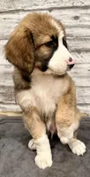 Brown Collar, a male Bernese Mountain Dog and Bernedoodle for sale in Midland, NC – 10 of 10