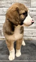 Brown Collar, a male Bernese Mountain Dog and Bernedoodle for sale in Midland, NC – 8 of 10