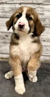 Brown Collar, a male Bernese Mountain Dog and Bernedoodle for sale in Midland, NC – 6 of 10