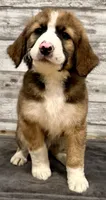 Brown Collar, a male Bernese Mountain Dog and Bernedoodle for sale in Midland, NC – 1 of 10