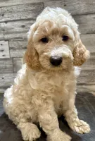 Black collar, a male Bernedoodle for sale in Midland, NC – 7 of 7