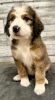 White Collar, a female Bernese Mountain Dog and Bernedoodle for sale in Midland, NC – 9 of 9