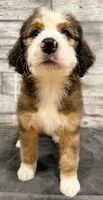 White Collar, a female Bernese Mountain Dog and Bernedoodle for sale in Midland, NC – 7 of 9