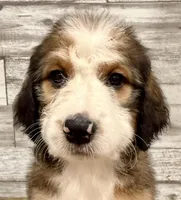 White Collar, a female Bernese Mountain Dog and Bernedoodle for sale in Midland, NC – 2 of 9