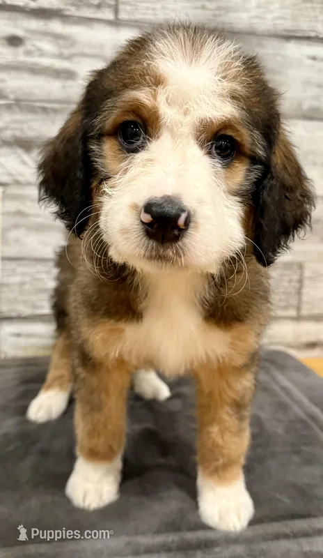 White Collar – Bernese Mountain Dog, Bernedoodle puppy for sale in Midland, NC
