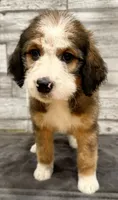 White Collar, a female Bernese Mountain Dog and Bernedoodle for sale in Midland, NC – 4 of 9