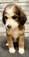 White Collar, a female Bernese Mountain Dog and Bernedoodle for sale in Midland, NC – 8 of 9