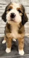 White Collar, a female Bernese Mountain Dog and Bernedoodle for sale in Midland, NC – 5 of 9