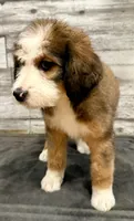 White Collar, a female Bernese Mountain Dog and Bernedoodle for sale in Midland, NC – 3 of 9