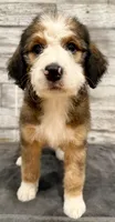 White Collar, a female Bernese Mountain Dog and Bernedoodle for sale in Midland, NC – 6 of 9