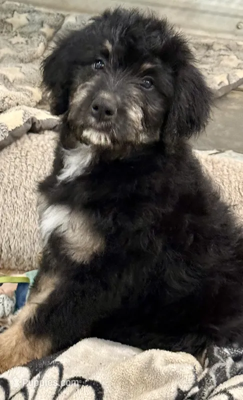 Black Collar – Bernese Mountain Dog, Bernedoodle puppy for sale in Midland, NC