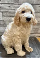 Black collar, a male Bernedoodle for sale in Midland, NC – 6 of 7