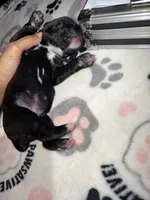 Purple collar, a female Cane Corso for sale in Shelby, MI – 3 of 4