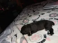 Pink collar, a female Cane Corso for sale in Shelby, MI – 4 of 4