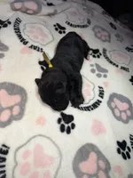 Yellow collar, a female Cane Corso for sale in Shelby, MI – 5 of 5