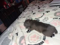 Pink collar, a female Cane Corso for sale in Shelby, MI – 2 of 4
