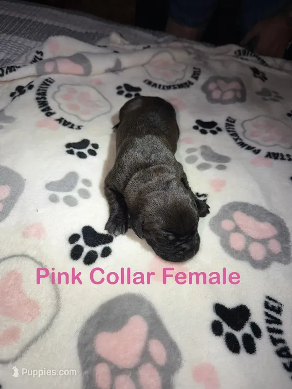 Pink collar – Cane Corso puppy for sale in Shelby, MI