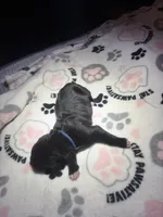 Blue collar, a female Cane Corso for sale in Shelby, MI – 3 of 4
