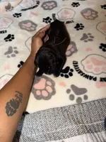 Purple collar, a female Cane Corso for sale in Shelby, MI – 4 of 4