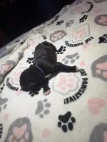 Blue collar, a female Cane Corso for sale in Shelby, MI – 2 of 4