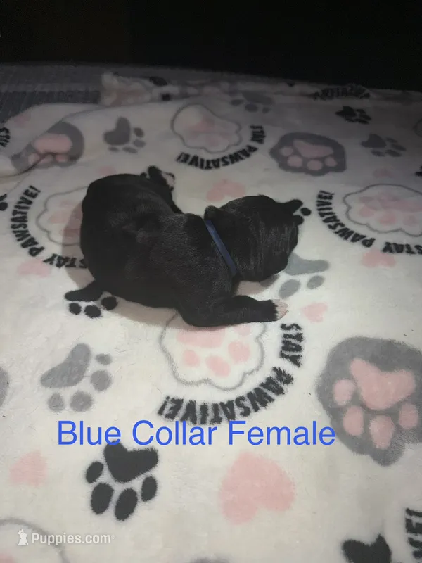 Blue collar – Cane Corso puppy for sale in Shelby, MI