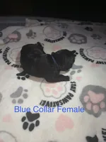 Blue collar, a female Cane Corso for sale in Shelby, MI – 1 of 4