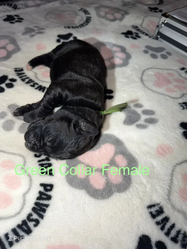 Green collar – Cane Corso puppy for sale in Shelby, MI