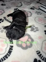 Green collar, a female Cane Corso for sale in Shelby, MI – 1 of 3