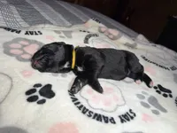 Yellow collar, a female Cane Corso for sale in Shelby, MI – 4 of 5